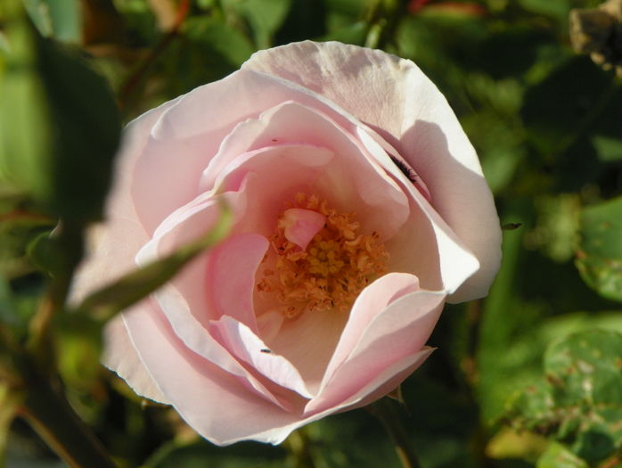 Souvenir de St. Anne