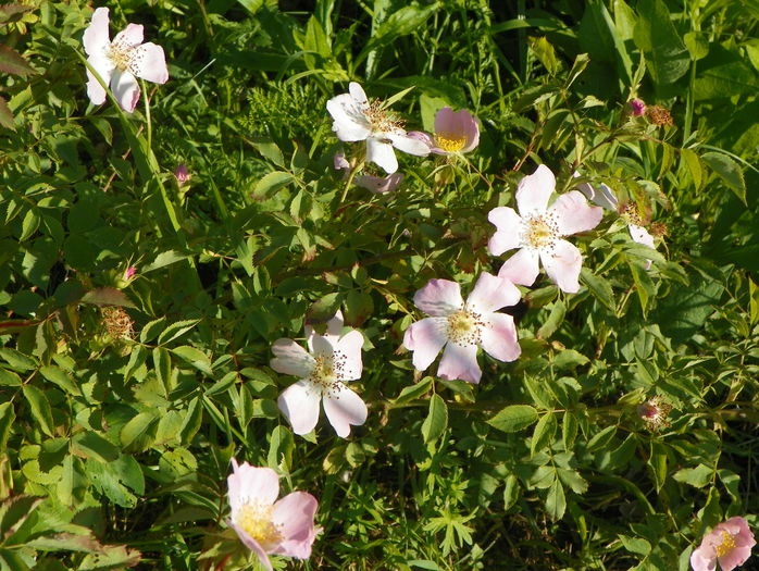 rosa canina