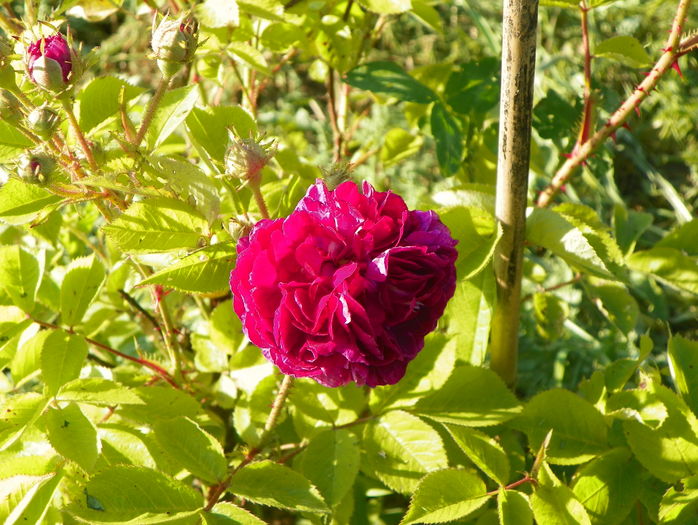 Himmelsauge