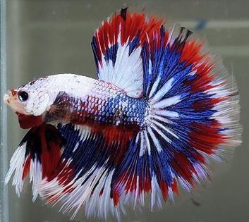 869d1411fd4b972d38295504e5c37ed3 - Betta