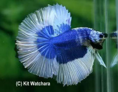 betta_splendens_6 - Betta