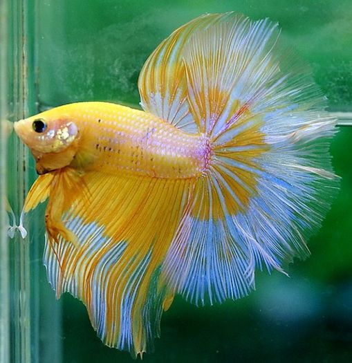 Betta052_yellow_butterfly_halfmoon