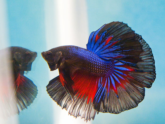 Betta-Halfmoon