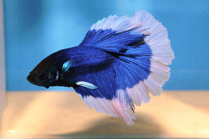 bettas-sg-7 - Betta