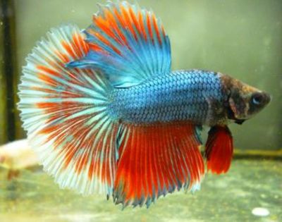 bojownik-half-moon-wroclaw-2363555627 - Betta