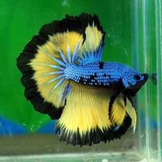 e4e79a82b473405c42271fc68d91f813