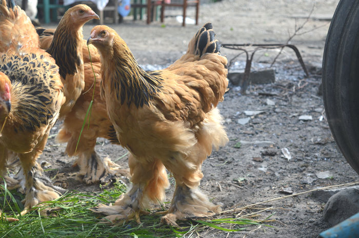 DSC_0008 - Pui Brahma 2016