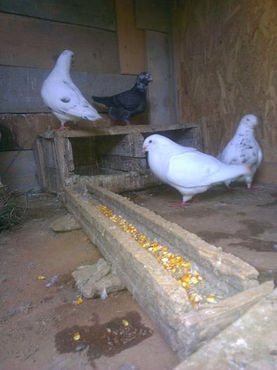 13340673_803028819834663_558882160_o