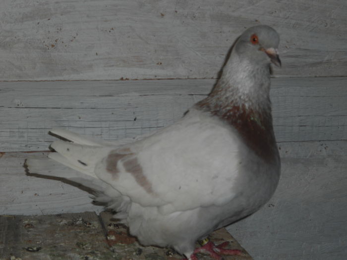 mascul 2014; Foarte bun reproducator pret 60 lei
