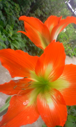 Fotografie1231 - Amaryllis