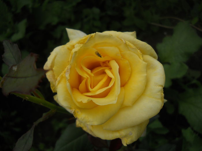 DSCN9411