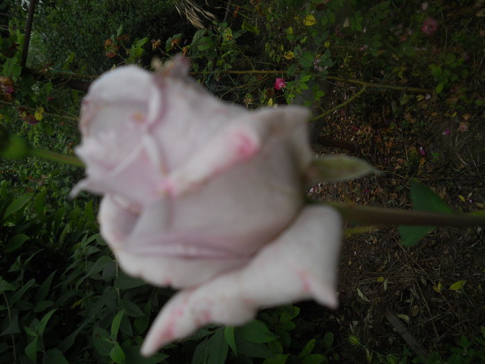 DSCN9414