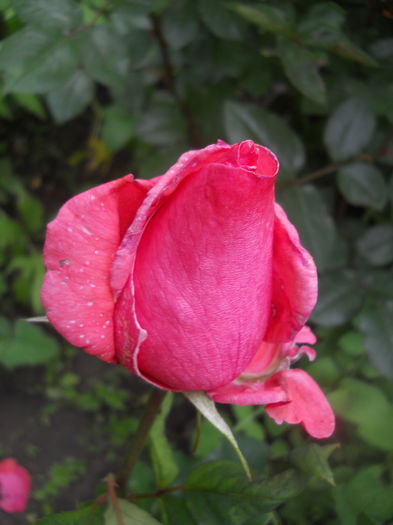 DSCN9426
