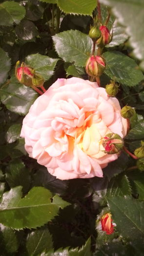 079 - TRANDAFIRI 2016