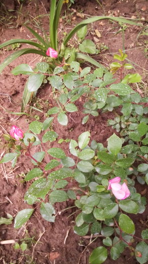 112 - TRANDAFIRI 2016