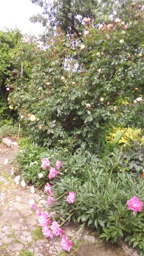 115 - TRANDAFIRI 2016