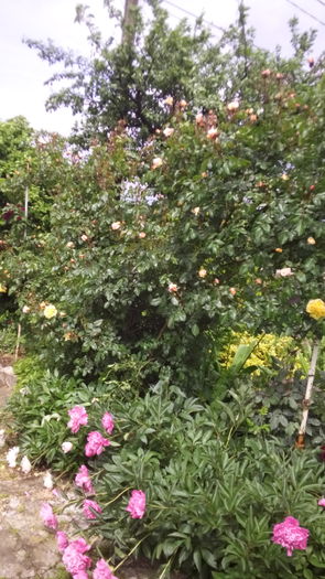 116 - TRANDAFIRI 2016