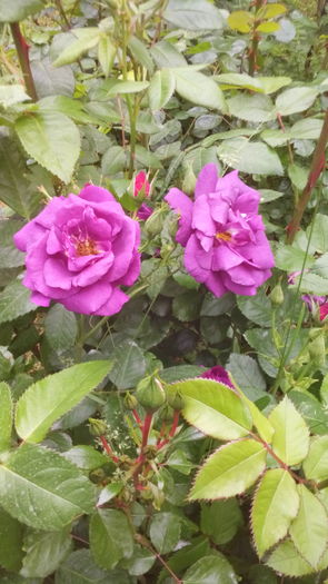 117 - TRANDAFIRI 2016