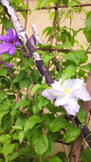 119 - TRANDAFIRI 2016