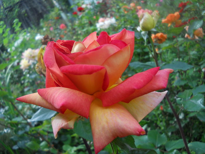 DSCN9429