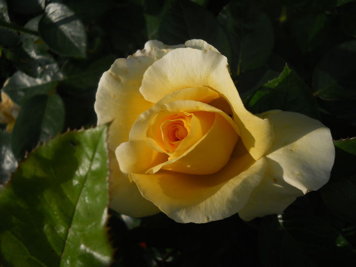 DSCN9433