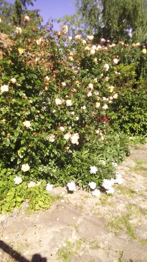 155 - TRANDAFIRI 2016