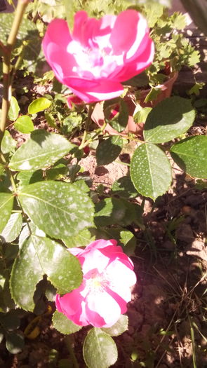 159 - TRANDAFIRI 2016