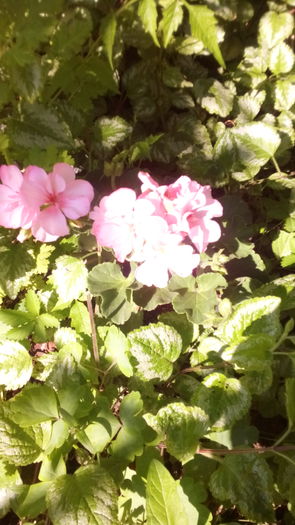 165 - TRANDAFIRI 2016