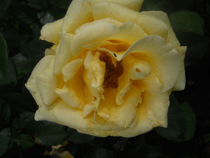 DSCN9436