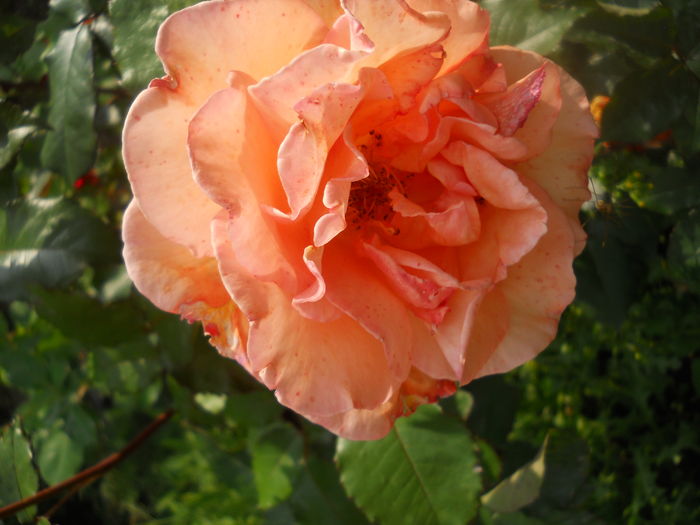 DSCN9438