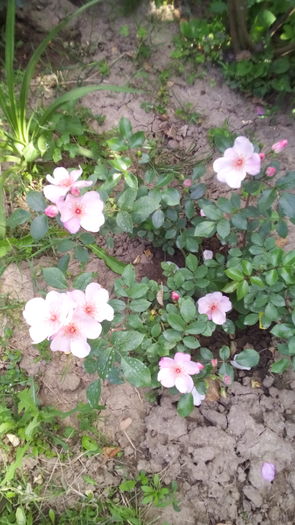 194 - TRANDAFIRI 2016