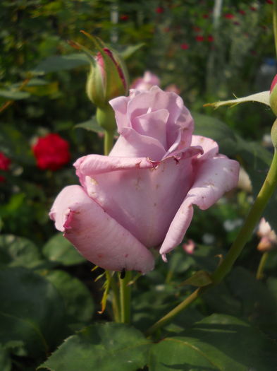 DSCN9440