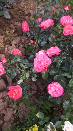 217 - TRANDAFIRI 2016