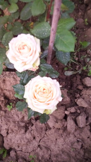 219 - TRANDAFIRI 2016