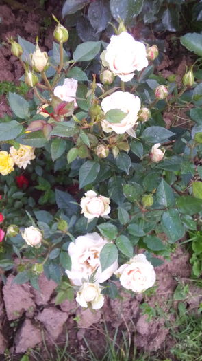 222 - TRANDAFIRI 2016