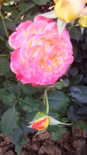 224 - TRANDAFIRI 2016