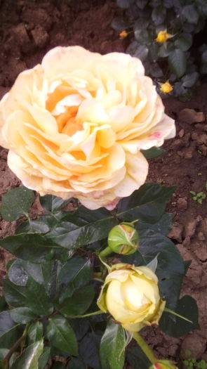 225 - TRANDAFIRI 2016