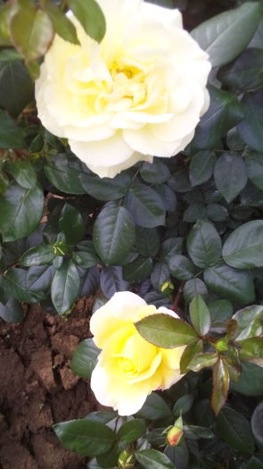 228 - TRANDAFIRI 2016