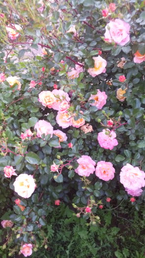 229 - TRANDAFIRI 2016