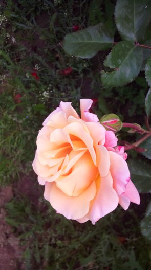 230 - TRANDAFIRI 2016