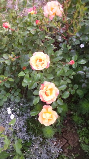 231 - TRANDAFIRI 2016