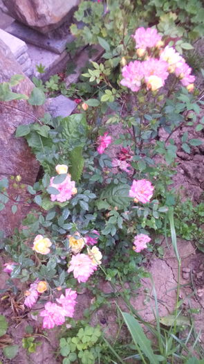 232 - TRANDAFIRI 2016