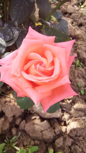 269 - TRANDAFIRI 2016