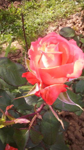 270 - TRANDAFIRI 2016