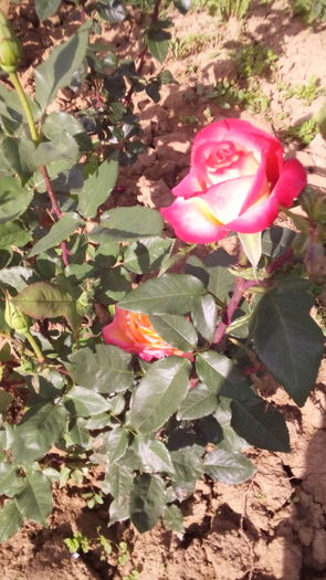 272 - TRANDAFIRI 2016