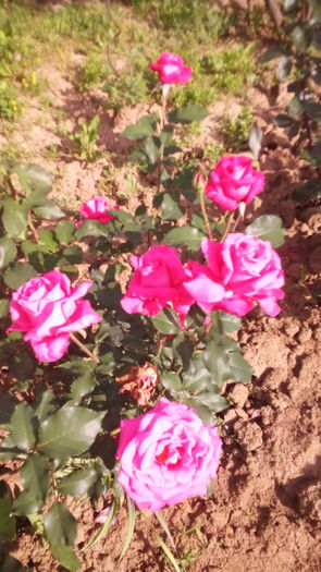 273 - TRANDAFIRI 2016