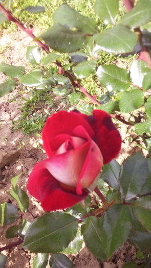 275 - TRANDAFIRI 2016