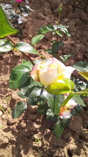 278 - TRANDAFIRI 2016