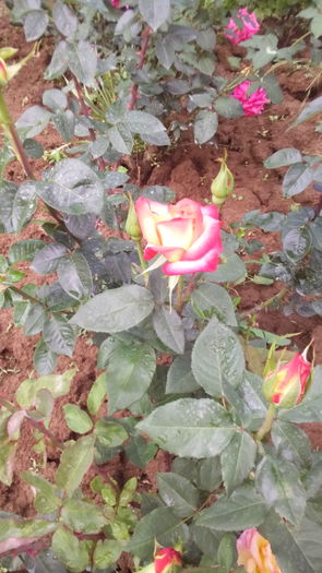 341 - TRANDAFIRI 2016