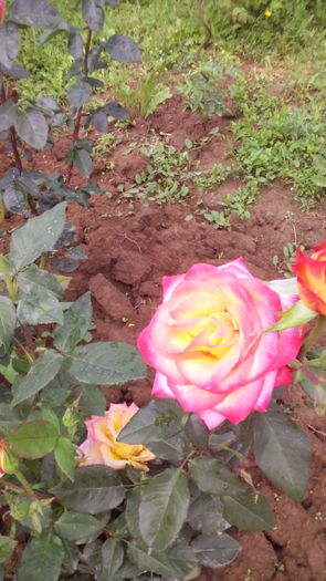 342 - TRANDAFIRI 2016